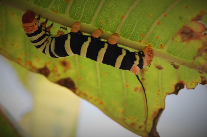 Pseudosphinx tetrio - caterpillar